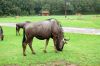 Safaripark-Serengeti-Park-Hodenhagen-2010-100827-DSC_0099.jpg