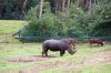 Safaripark-Serengeti-Park-Hodenhagen-2010-100827-DSC_0162.jpg