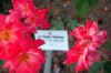 Deutschland-Rosarium-Sangerhausen-2012-120901-DSC_0271.jpg