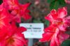 Deutschland-Rosarium-Sangerhausen-2012-120901-DSC_0272.jpg