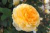 Deutschland-Rosarium-Sangerhausen-2012-120901-DSC_0426.jpg