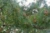 Deutschland-Rosarium-Sangerhausen-2012-120901-DSC_0719.jpg