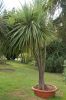 Deutschland-Rosarium-Sangerhausen-2012-120901-DSC_0734.jpg