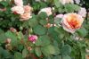 Deutschland-Rosarium-Sangerhausen-2012-120901-DSC_0830.jpg