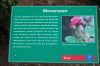 Deutschland-Rosarium-Sangerhausen-2012-120901-DSC_0908.jpg