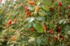Deutschland-Rosarium-Sangerhausen-2012-120901-DSC_0937.jpg