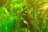 Deutschland-Hamburg-Planten-un-Blomen-2013-120904-DSC_0145.jpg