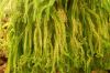 Deutschland-Hamburg-Planten-un-Blomen-2013-120904-DSC_0231.jpg