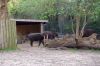 Deutschland-Berliner-Zoo-2013-130506-DSC_0080.jpg