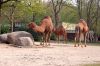 Deutschland-Berliner-Zoo-2013-130506-DSC_0099.jpg