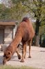 Deutschland-Berliner-Zoo-2013-130506-DSC_0102.jpg