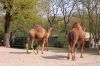 Deutschland-Berliner-Zoo-2013-130506-DSC_0107.jpg