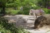 Deutschland-Berliner-Zoo-2013-130506-DSC_0264.jpg