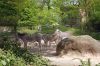 Deutschland-Berliner-Zoo-2013-130506-DSC_0268.jpg