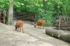 Deutschland-Berliner-Zoo-2013-130506-DSC_0287.jpg