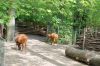 Deutschland-Berliner-Zoo-2013-130506-DSC_0288.jpg