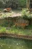 Deutschland-Berliner-Zoo-2013-130506-DSC_0318.jpg