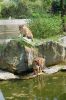 Deutschland-Berliner-Zoo-2013-130506-DSC_0331.jpg