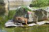 Deutschland-Berliner-Zoo-2013-130506-DSC_0336.jpg