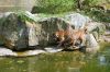 Deutschland-Berliner-Zoo-2013-130506-DSC_0340.jpg