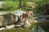 Deutschland-Berliner-Zoo-2013-130506-DSC_0343.jpg