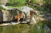 Deutschland-Berliner-Zoo-2013-130506-DSC_0345.jpg