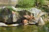 Deutschland-Berliner-Zoo-2013-130506-DSC_0351.jpg