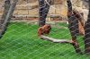 Deutschland-Berliner-Zoo-2013-130506-DSC_0491.jpg