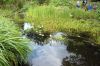 Deutschland-Botanischer-Garten-Dresden-2013-130813-DSC_0186.jpg