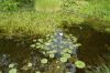 Deutschland-Botanischer-Garten-Dresden-2013-130813-DSC_0187.jpg