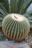 Deutschland-Botanischer-Garten-Dresden-2013-130813-DSC_0253.jpg