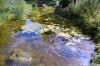 Deutschland-Botanischer-Garten-Dresden-2013-130813-DSC_0438.jpg