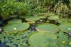 Deutschland-Botanischer-Garten-Dresden-2013-130813-DSC_0617.jpg