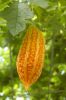 Deutschland-Botanischer-Garten-Dresden-2013-130813-DSC_0673.jpg