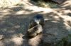 Deutschland-Tierpark-Neumuenster-Schleswig-Holstein-2013-130824-DSC_0045.jpg