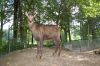 Deutschland-Tierpark-Neumuenster-Schleswig-Holstein-2013-130824-DSC_0059.jpg