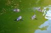 Deutschland-Tierpark-Neumuenster-Schleswig-Holstein-2013-130824-DSC_0107.jpg