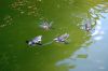 Deutschland-Tierpark-Neumuenster-Schleswig-Holstein-2013-130824-DSC_0108.jpg