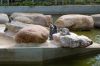 Deutschland-Tierpark-Neumuenster-Schleswig-Holstein-2013-130824-DSC_0123.jpg