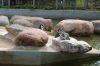 Deutschland-Tierpark-Neumuenster-Schleswig-Holstein-2013-130824-DSC_0124.jpg