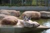 Deutschland-Tierpark-Neumuenster-Schleswig-Holstein-2013-130824-DSC_0125.jpg