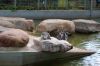 Deutschland-Tierpark-Neumuenster-Schleswig-Holstein-2013-130824-DSC_0126.jpg