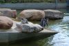 Deutschland-Tierpark-Neumuenster-Schleswig-Holstein-2013-130824-DSC_0127.jpg