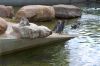 Deutschland-Tierpark-Neumuenster-Schleswig-Holstein-2013-130824-DSC_0129.jpg