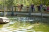 Deutschland-Tierpark-Neumuenster-Schleswig-Holstein-2013-130824-DSC_0132.jpg