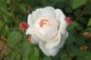 Deutschland-Rosarium-Sangerhausen-2012-120901-DSC_0422.jpg