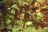 Deutschland-Hamburg-Planten-un-Blomen-2013-120904-DSC_0244.jpg