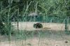 Deutschland-Berliner-Tierpark-2013-130810-DSC_0021.jpg