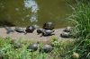 Deutschland-Berliner-Tierpark-2013-130810-DSC_0170.jpg