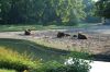 Deutschland-Berliner-Tierpark-2013-130810-DSC_0892.jpg